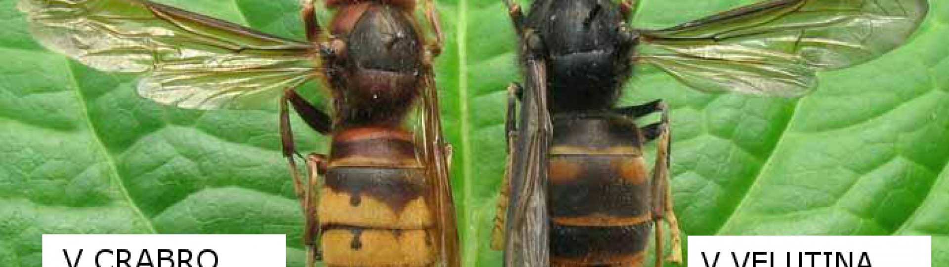 Foto differenze vespa velutina e calabrone italiano